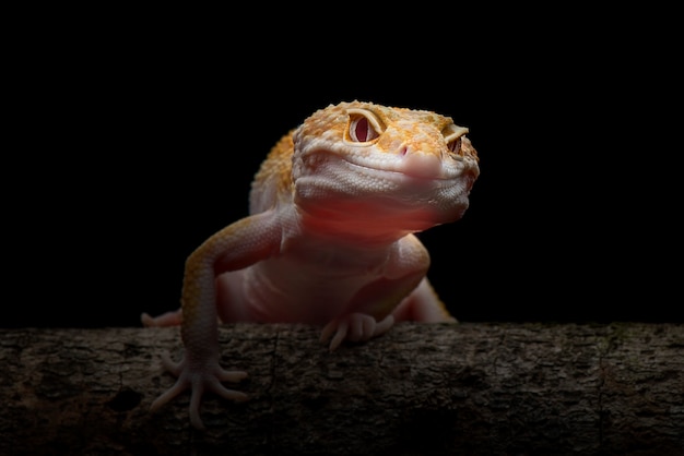 Tokay Gecko em fundo preto