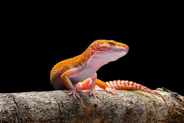 Tokay Gecko em fundo preto