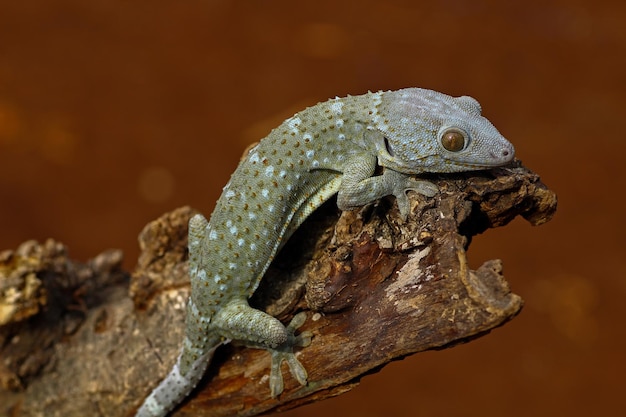 Tokay gecko em madeira com fundo de natureza