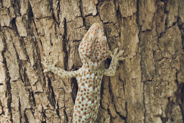 Tokay gecko está trepando al árbol