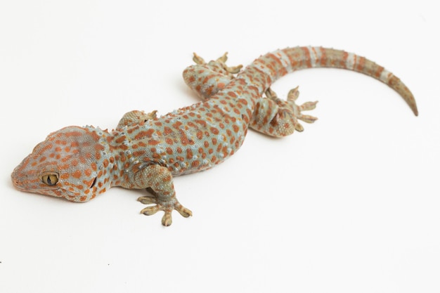 Tokay Gecko Gekko gecko aislado sobre fondo blanco.