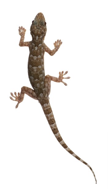 Tokay gecko - Gekko gecko en un blanco aislado