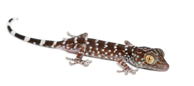 Tokay Gecko Gekko gecko retrato contra el fondo blanco.