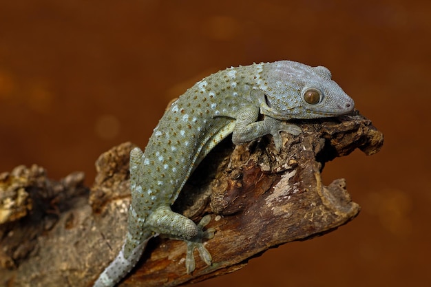 Tokay gecko en madera con fondo de naturaleza