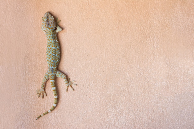 Foto tokay gecko en la pared interior