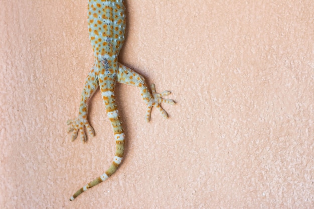 Foto tokay gecko en la pared interior