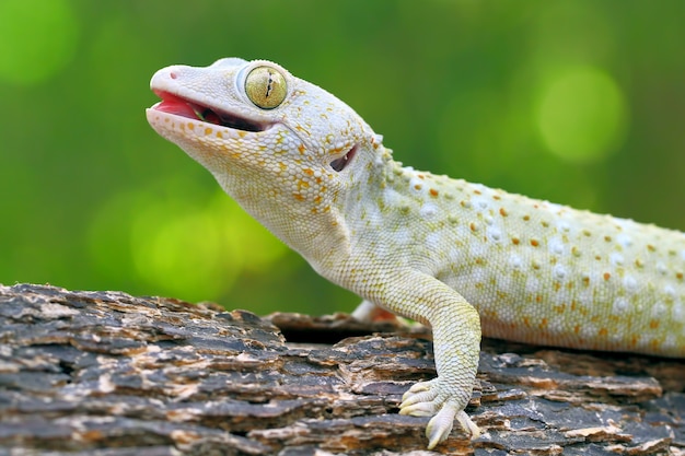 Foto tokay gecko en la rama de madera