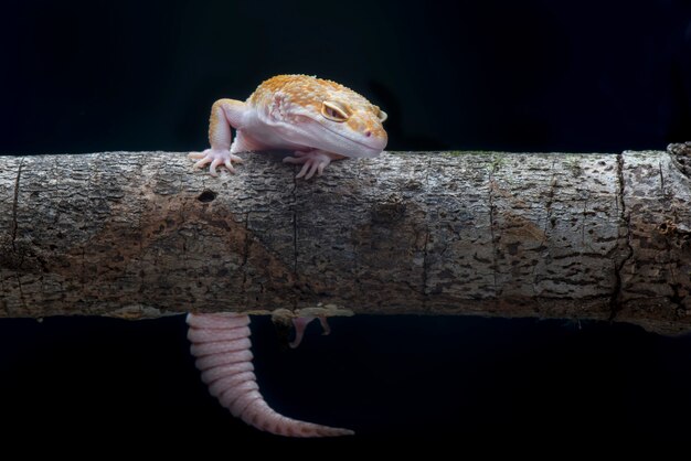 Tokay Gecko sobre fondo negro