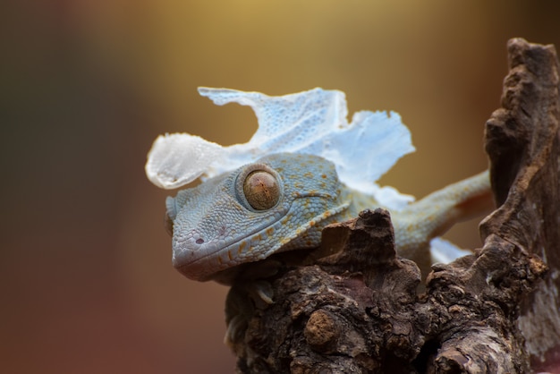 Tokay gecko en el tronco de un árbol