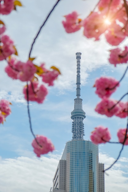 Tokyo Skytree mit Kirschblüten der vollen Blüte (rosa Kirschblüte) am Sumida-Fluss