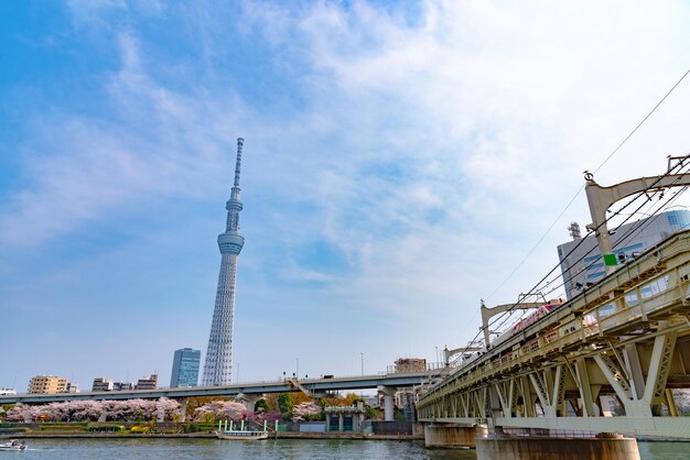 Tokyo Skytree Tower com flores de cerejeira em plena floração no Sumida Park