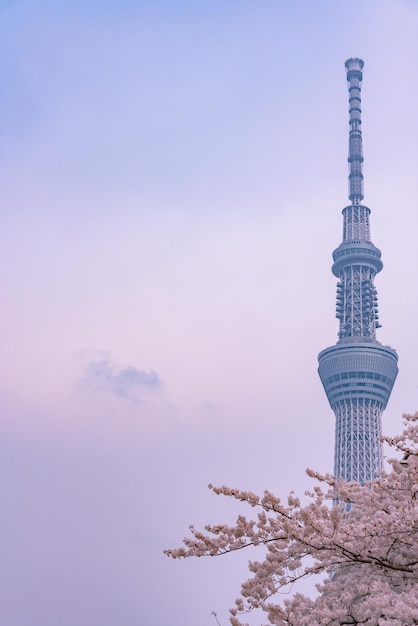 Tokyo Skytree Tower mit Kirschblüten in voller Blüte im Sumida Park