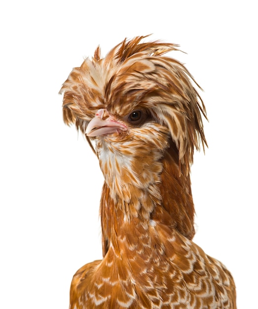 Tolbunt polnisches Huhn vor weißem Hintergrund