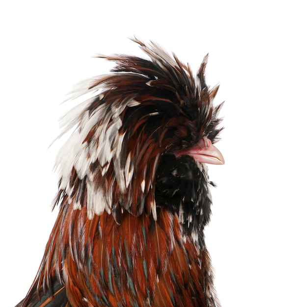 Tollbunt tricolor polnisches Huhn, stehend