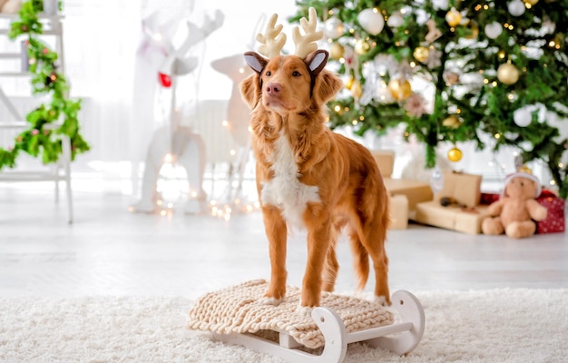 Toller Retriever Hund, der in der Weihnachtszeit Hirschhörner trägt und in einem dekorierten Raum mit festlichem Neujahrsbaum in die Kamera schaut. Hündchen in Weihnachtshausatmosphäre