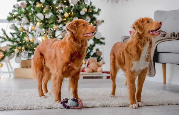 Toller Retriever in der Weihnachtszeit