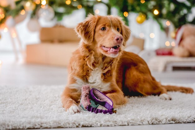 Toller Retriever in der Weihnachtszeit