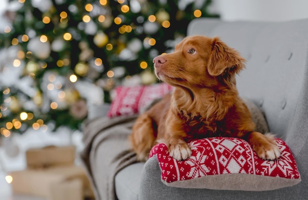 Toller retriever na época do Natal