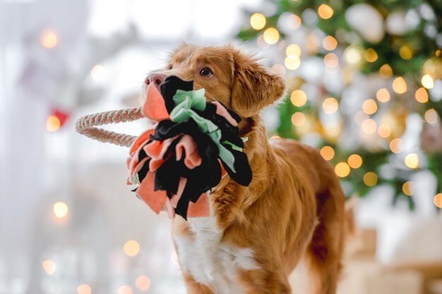 Toller retriever na época do Natal