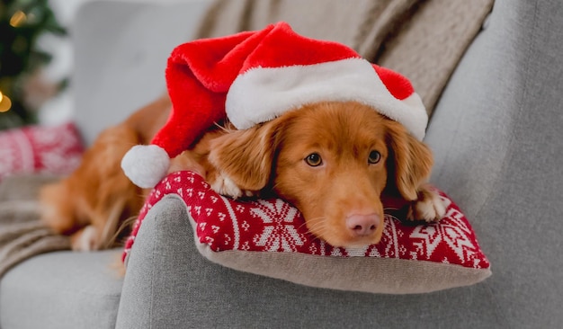 Toller retriever en Navidad