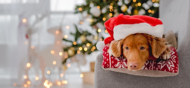 Toller retriever en Navidad