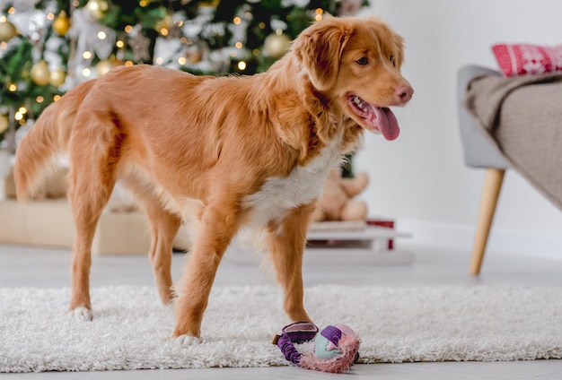 Toller retriever en Navidad