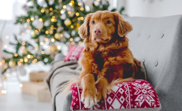 Toller retriever en Navidad