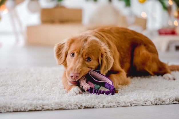 Toller retriever en Navidad