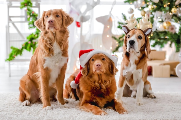 Toller retrievers y beagle en Navidad