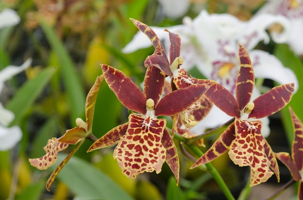 Tolumnia Oncidi Blume