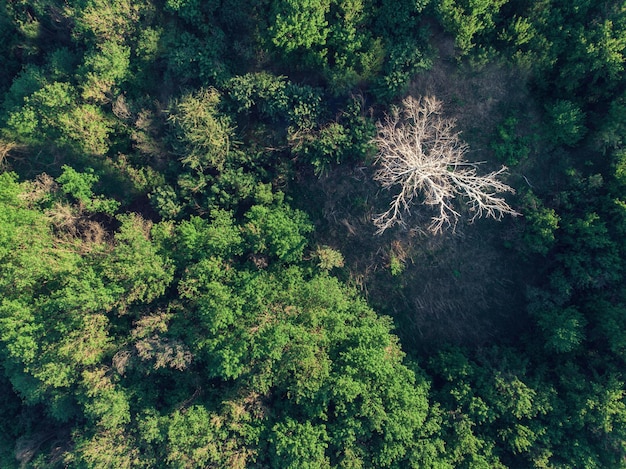 Toma aérea de drones del paisaje de junio de verano con río