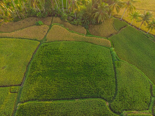Toma aérea de la terraza de arroz Imagen de un hermoso campo de arroz en terraza