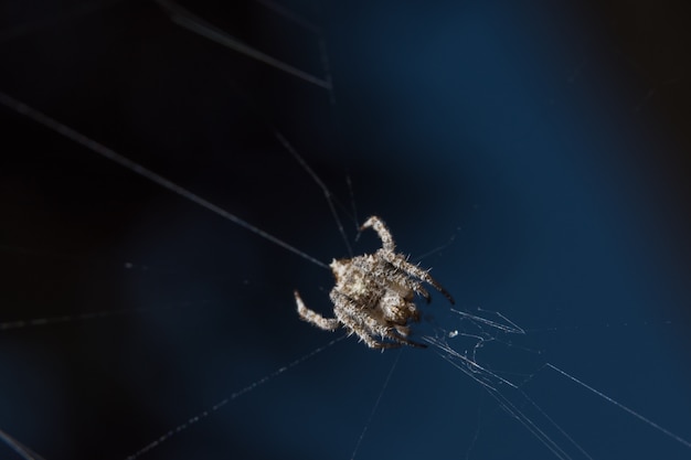 Toma una araña de primer plano en una tela de araña