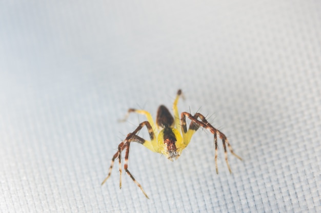 Toma una araña de primer plano