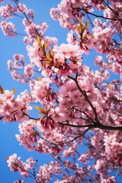 Una toma artística de flores de cerezo desde un ángulo bajo con un cielo azul claro como telón de fondo