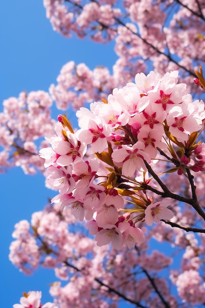 Una toma artística de flores de cerezo desde un ángulo bajo con un cielo azul claro como telón de fondo