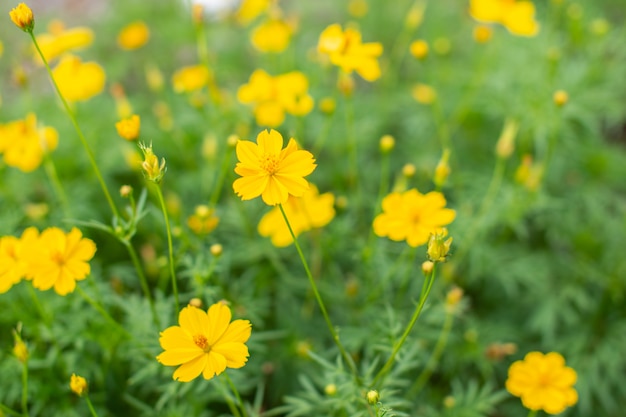 Toma cerca de las flores amarillas.