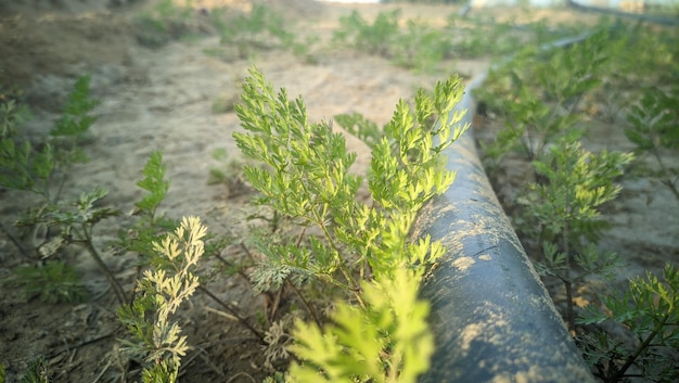 una toma de cerca de una planta