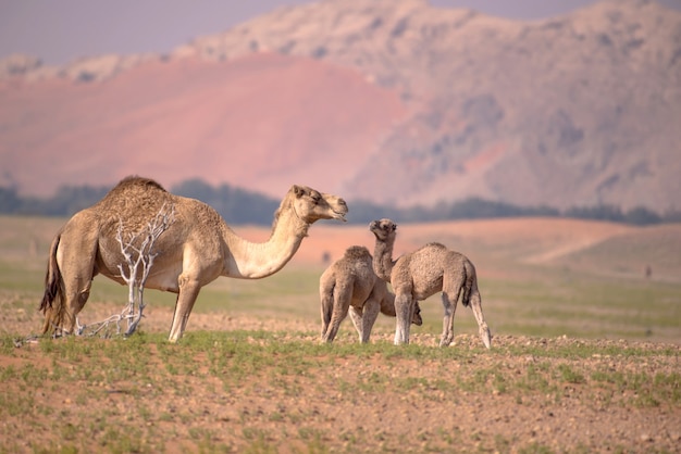 Toma de enfoque selectivo de camello y camello bebé comiendo hierba y deambulando por el desierto