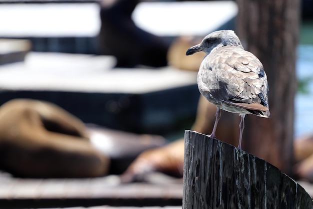 Toma de enfoque superficial de una gaviota encaramada en un poste de madera