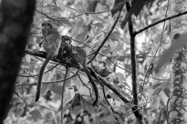 Toma en escala de grises de monos tamarin sentados en la rama de un árbol