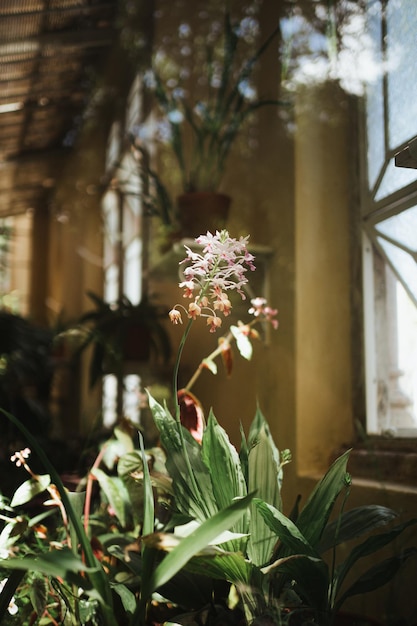 Toma de una flor rodeada de plantas en un invernadero.