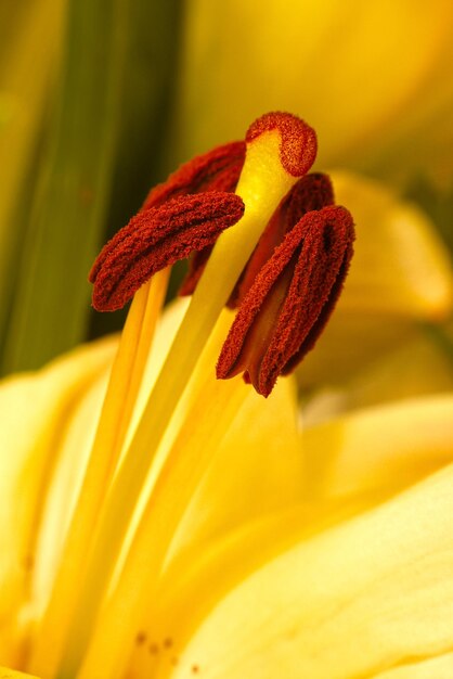 Foto toma una foto macro de la flor