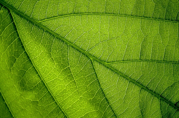 Toma una foto macro de las hojas verdes.