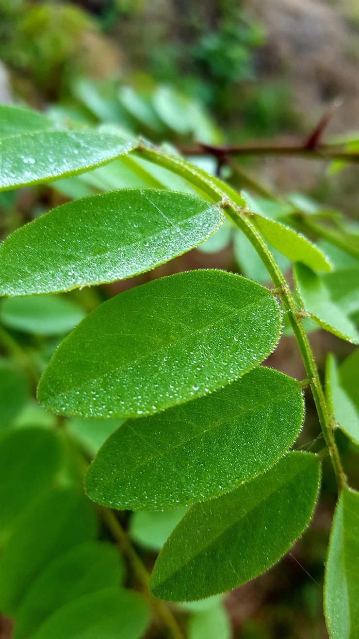 Foto toma una foto macro de las hojas verdes.