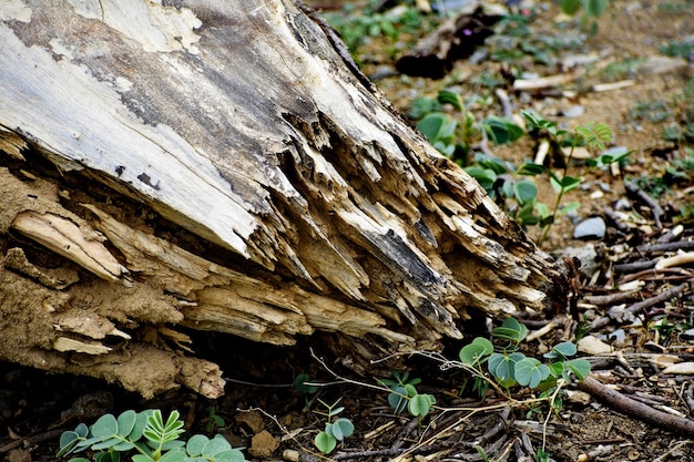 Una toma horizontal de un tronco de árbol roto