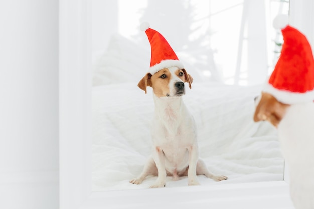Toma interior de kack russell terrier usa sombrero de invierno que simboliza el Año Nuevo se ve en el espejo El perro pedigrí tiene la imagen de Santa Claus Copia espacio en el lado izquierdo