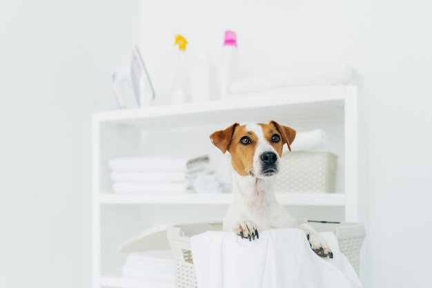 Foto toma interior de pedigrí en canasta de lavandería con ropa blanca en el baño, consola con toallas dobladas, plancha y detergentes