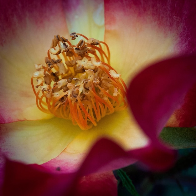 Foto toma macro del estambre de la flor