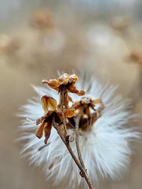 Foto toma de marco de semillas de cardo descoloridas en un tallo en un campo contra un fondo borroso